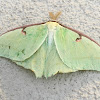 Luna Moth