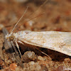 Crambid Snout Moth