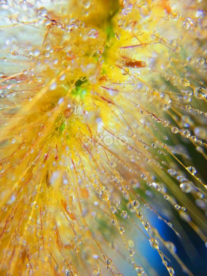 morning gold shine by Om Othman - Nature Up Close Other plants
