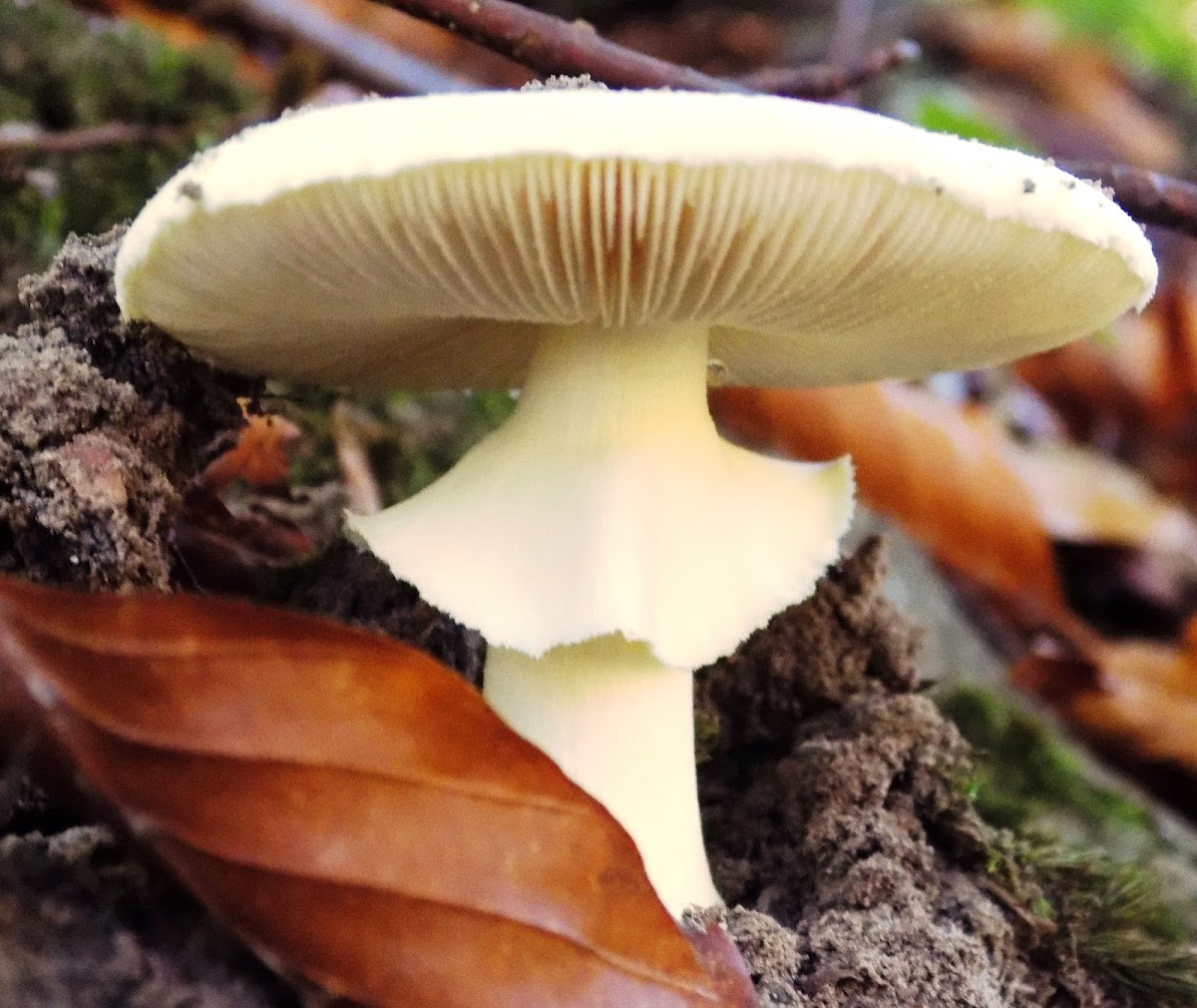 The destroying angel