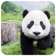 Giant Panda Jigsaw  Icon