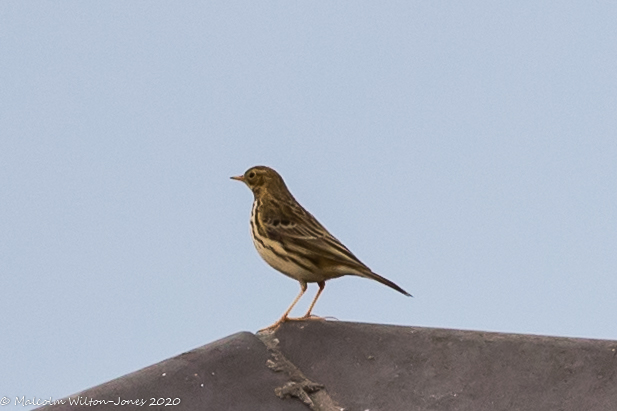 Meadow Pipit