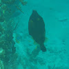 American Whitespotted Filefish