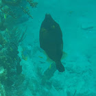 American Whitespotted Filefish