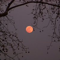 Lunarossa di 