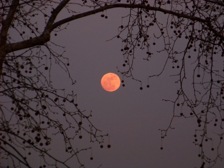 Lunarossa di giusyrosta