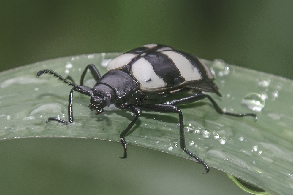 Zebra Beetle / Besouro-Zebra