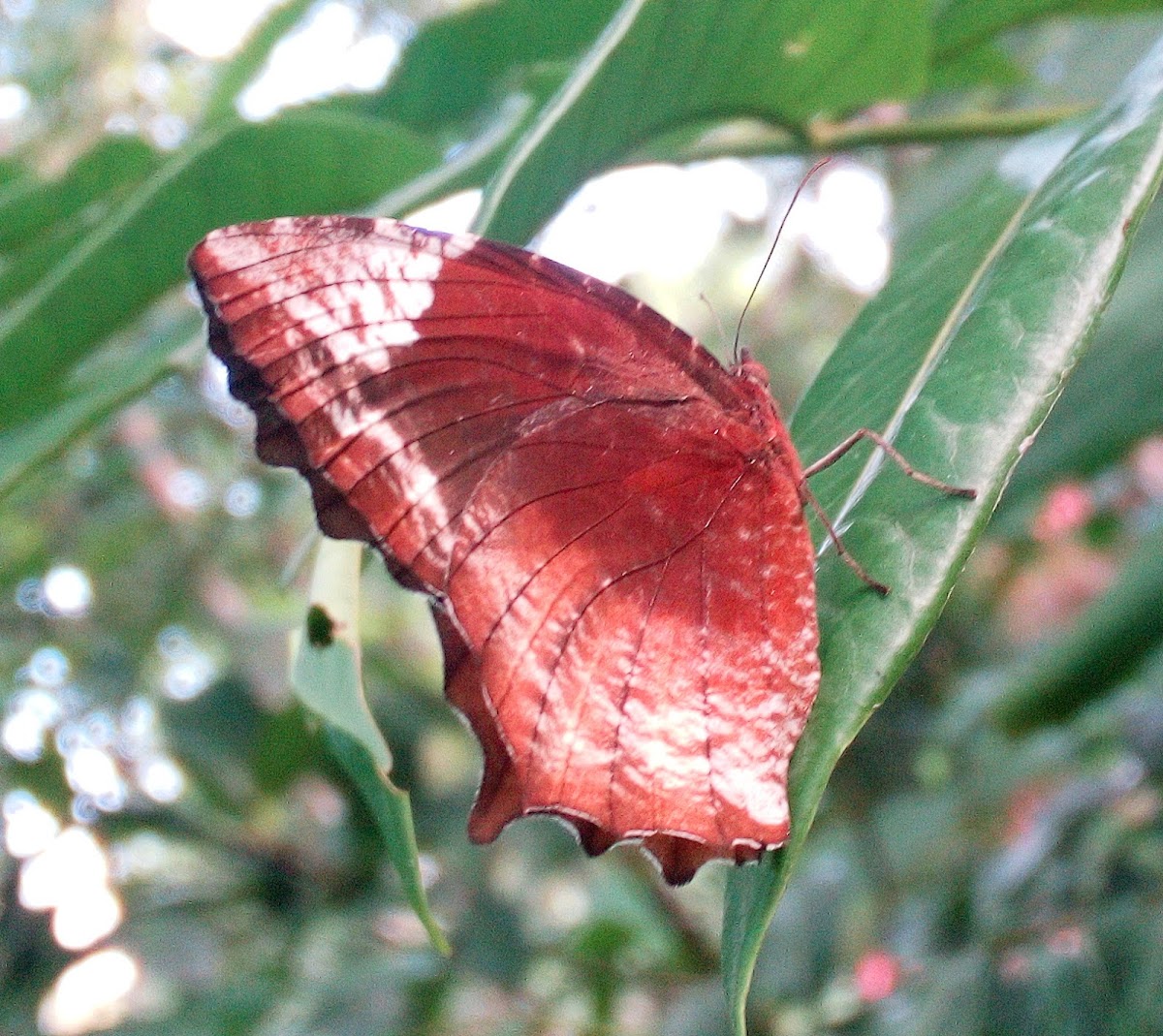 The Common Palmfly (Male)