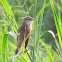 Blyth's Reed Warbler