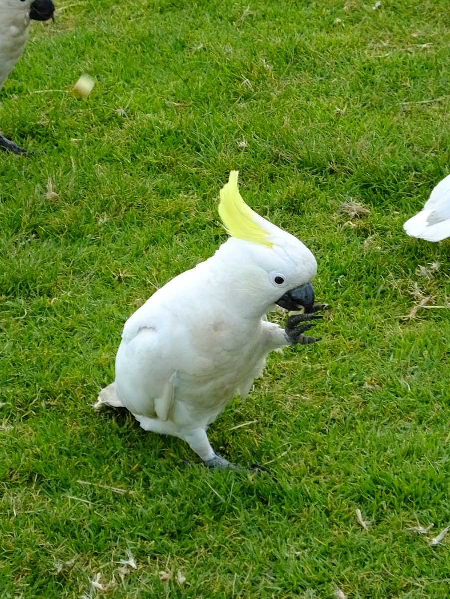 sulpher crest cockatoo