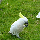 sulpher crest cockatoo