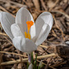 Crocus