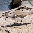 Common Sandpiper; Andarríos Chico