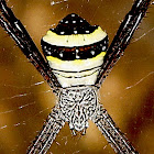 Signature Spider