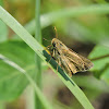 Sachem skipper butterfly