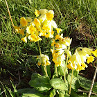 Cowslip