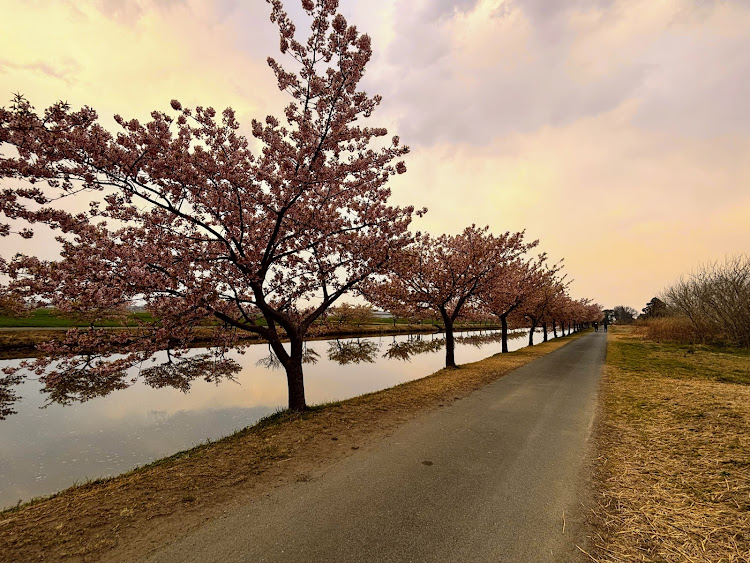 ソリオのいつもイイね＆コメントありがとうございます😆・河津桜と愛車・黄砂と花粉は敵・春の風物詩と愛車に関するカスタム事例の投稿画像3枚目