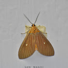 Tropical Tiger Moth