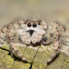 Jumping Spider