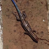 Southeastern five lined skink