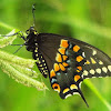 Eastern Black Swallowtail