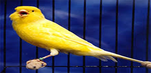 Kicau Burung Kenari Mp3 Juara 1 0 Android Download Apk