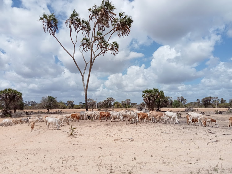 A herd of livestock in Lumshi, Lamu West