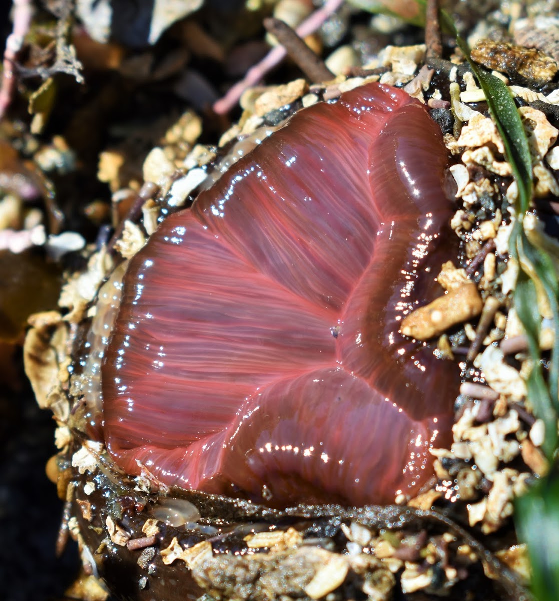 Painted anemone