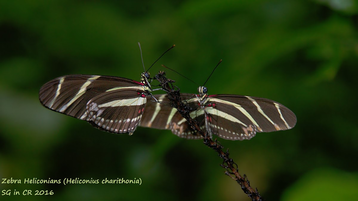 Zebra Heliconian Butterflies