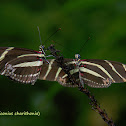 Zebra Heliconian Butterflies