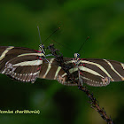 Zebra Heliconian Butterflies