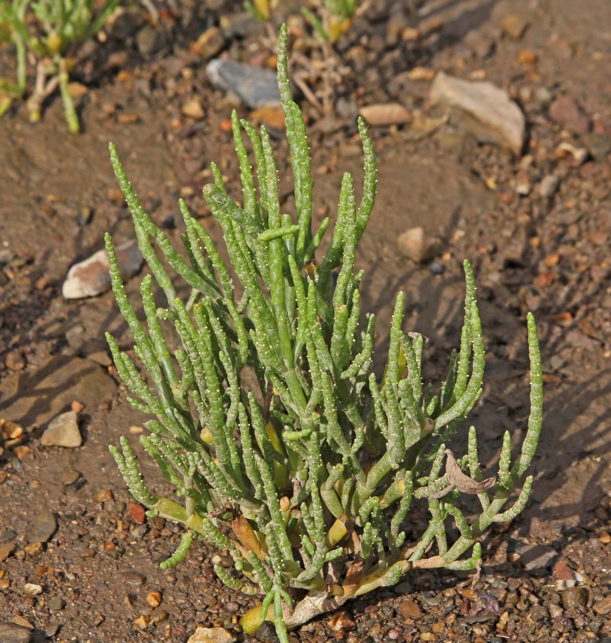 C:\Users\user\Pictures\UK Plants\Salicornia dolichostachya 0479b.jpg