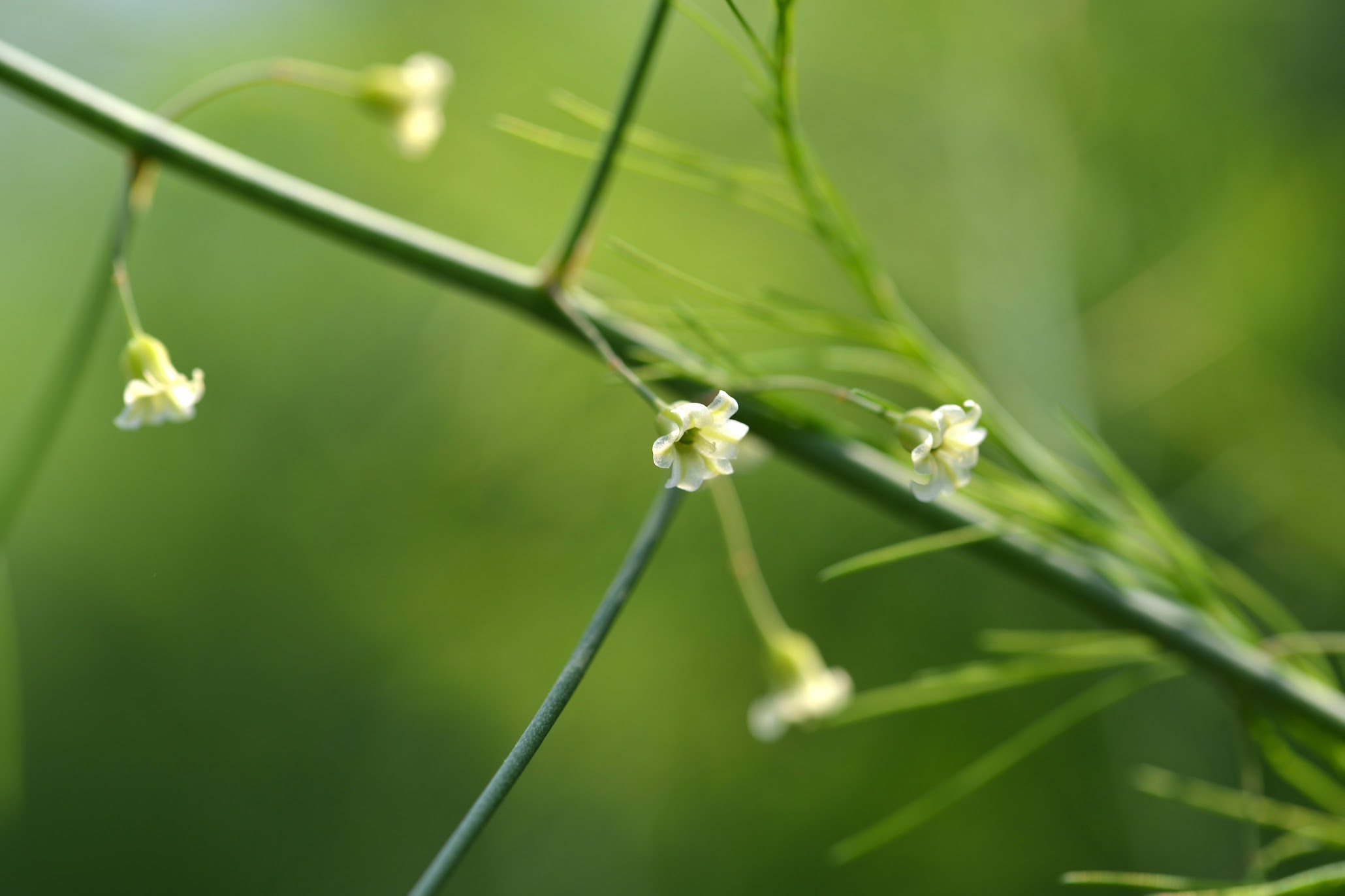 アスパラの花って見たことありますか Do You Know Flowers Of Asparagus 物語を届けるしごと