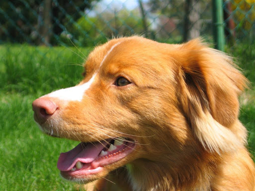 Tolling Retriever Wallpaper