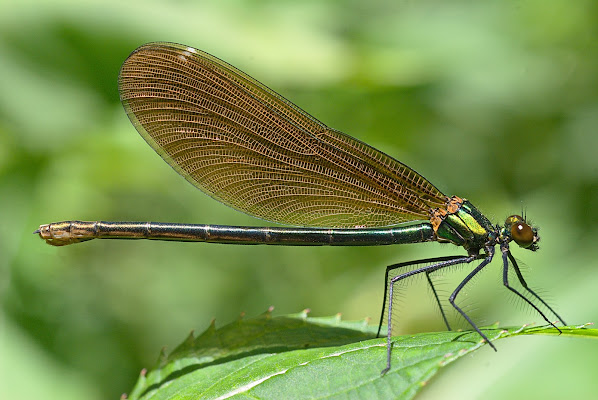 Green dragonfly di -Os-