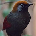 Red-tailed Laughingthrush