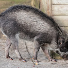 Visayan Warty Pig