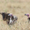 Lappet-faced vulture or Nubian vulture