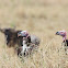 Lappet-faced vulture or Nubian vulture