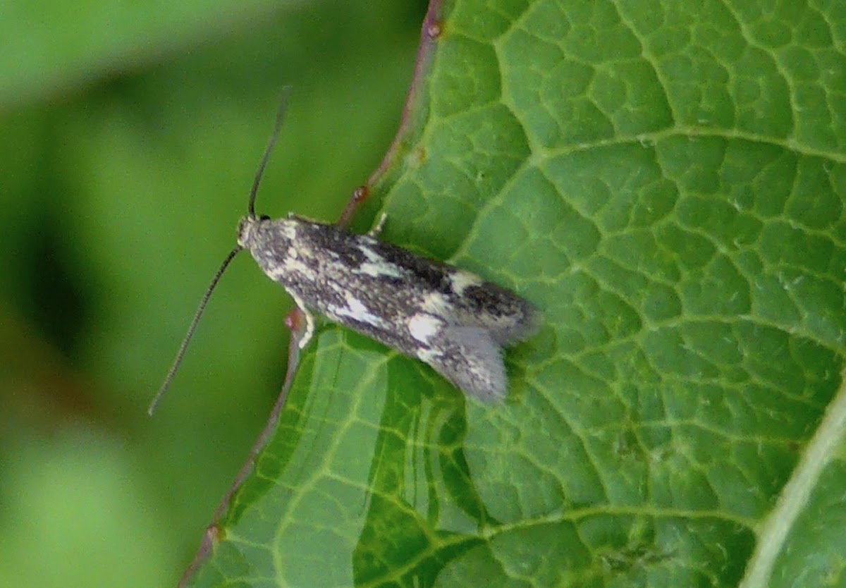 Grass Miner Moth