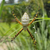 Banded garden spider