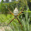 Banded garden spider