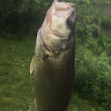 Largemouth bass