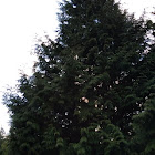 Western Red Cedar