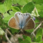 Mallow-scrub hairstreak