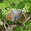 Mallow-scrub hairstreak