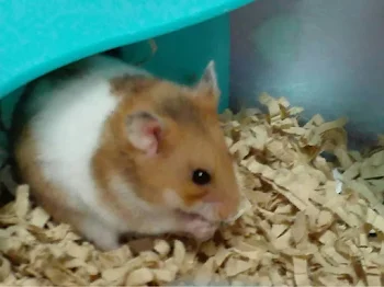 死ね⁇