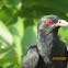 Asian Koel (male)