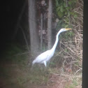 Great Egret