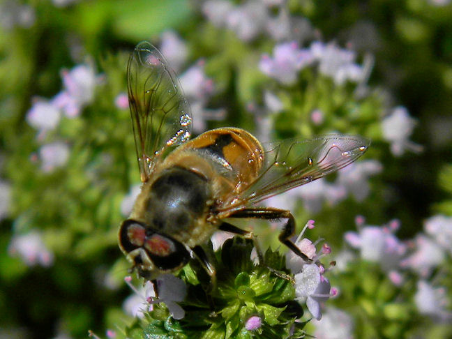 hoverfly